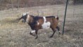 /album/herd-sires/a2011-02-12-16-26-35-604-jpg/