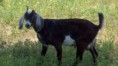 /album/herd-sires/a38-vohkinne2012-07-02-jpg/