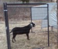 /album/herd-sires/img00273-20100313-1445-1-jpg/